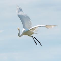 Great Egret, Marblehead, July 13, 2019 - 8159