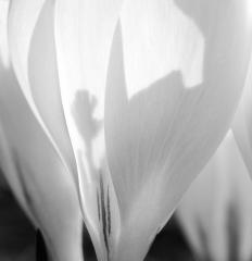 Crocus, April 1, 2009