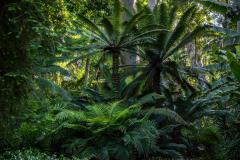 Cycads and Palm trees, Los Angeles County Arboretum and Botanic Garden, California, May 17, 2023