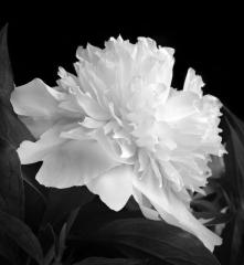 Peony, June 2, 2007