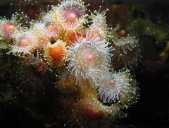 Sea Anemones, July 22, 2001