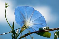 Morning Glory, August 16, 2010