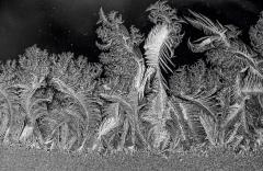 Frost