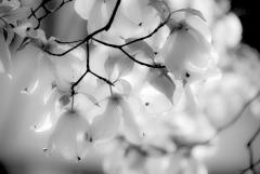 Dogwood, Spring Rain, May 22, 2018