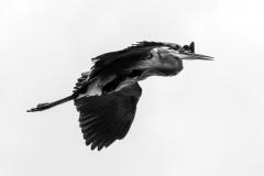 Great Blue Heron, May 25, 2019