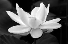 Lotus, July 15, 2010