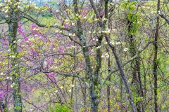 The Moravian Trail, Near Deersville, Ohio, May 2, 2020