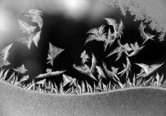 On The Wing, January 7, 2018 - 0919