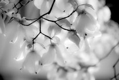 Dogwood, Spring Rain, Ohio, May 22, 2018