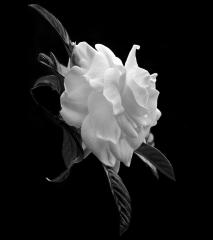 Gardenia, July 21, 2006