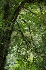 Mells Forest, Frome, Somerset, England, October 9, 2022