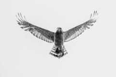 Coopers Hawk with chipmunk, May 15, 2019