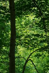 Bacon Woods, Vermilion River Reservation, Ohio, June 17, 2023