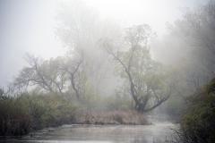 Sandusky Marsh, Spring Light and Fog, May 16. 2020